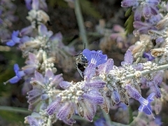 Anthophorini
