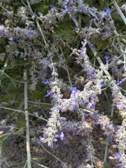 Anthophorini