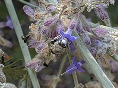 Anthophorini