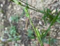 Silene invisa