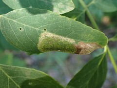 Macrosaccus robiniella