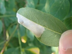 Macrosaccus robiniella