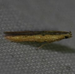 Batrachedra busiris