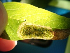 Macrosaccus robiniella