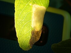 Macrosaccus robiniella