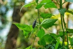 Anoplophora macularia