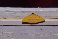 Heterolocha