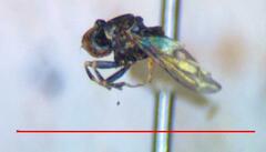 Tomosvaryella sachtlebeni