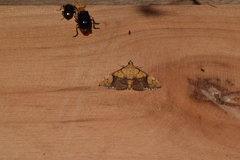 Pleuroptya characteristica