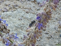 Anthophorini