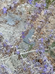 Anthophorini