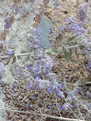 Anthophorini