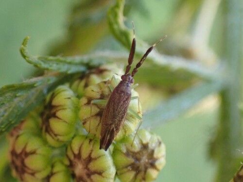Common Flathorn Plant Bug photo 6