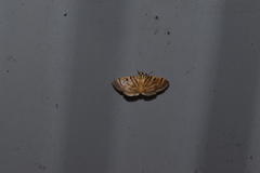Dichocrocis definita