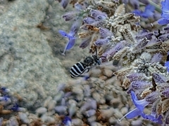 Anthophorini
