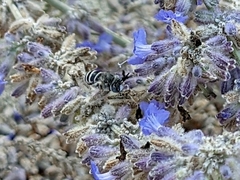 Anthophorini