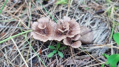 Thelephora caryophyllea