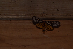 Aglaomorpha plagiata