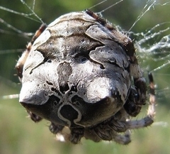 Araneus grossus