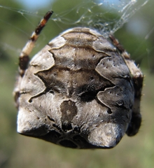 Araneus grossus