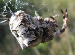 Araneus grossus