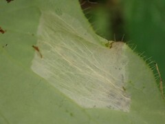 Pterygota
