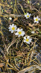 Ranunculus penicillatus