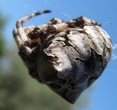 Araneus grossus