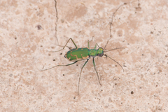 Ellipsoptera marutha