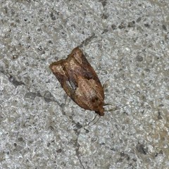 Argyrotaenia ivana