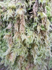 Pseudisothecium cardotii