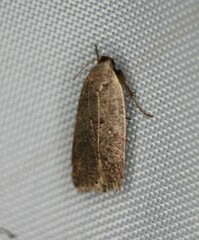 Dichomeris ventrellus