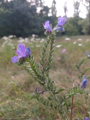 Echium vulgare