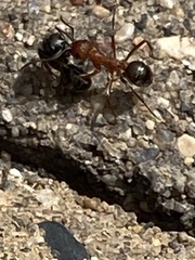 Formica sanguinea