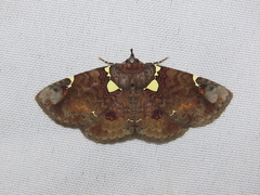 Antiblemma albipunctata