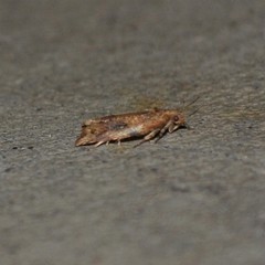 Argyrotaenia ivana