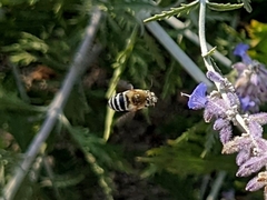 Anthophorini
