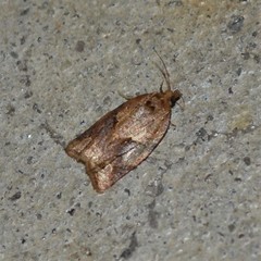Argyrotaenia ivana