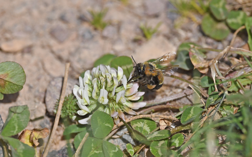 Anthophora sichelii