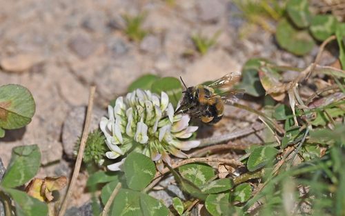 Anthophore de Sichel
