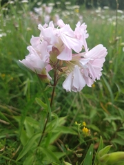 Saponaria officinalis