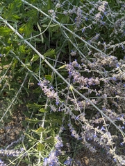 Anthophorini
