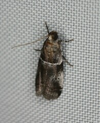 Quasisalebria atratella