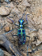 Cosmodela barmanica