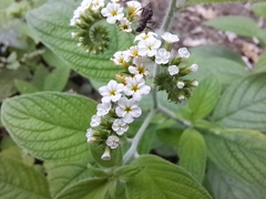 Heliotropium rufipilum