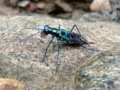 Cosmodela barmanica