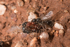 Pogonomyrmex bicolor