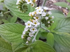 Heliotropium rufipilum