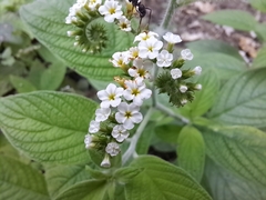 Heliotropium rufipilum