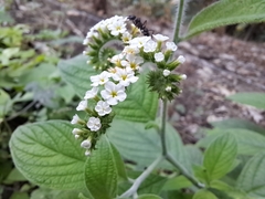 Heliotropium rufipilum